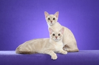 Picture of two young Australian Mist cats on periwinkle background