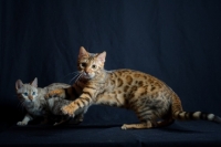 Picture of two young bengal cats playing, studio shot on black background