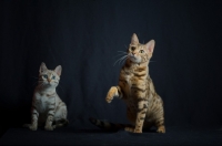 Picture of two young bengal cats sitting, one with front leg up, studio shot on black background