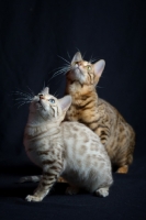 Picture of two young bengal cats sitting, studio shot on black background