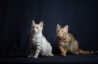 Picture of two young bengal cats sitting, one is prowling, studio shot on black background
