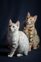 Picture of two young bengal cats sitting, studio shot on black background