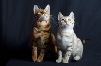 Picture of two young bengal cats sitting, studio shot on black background