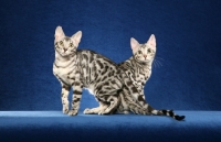 Picture of two young Bengals on blue background