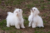 Picture of two young Bichon Frise dogs outdoors