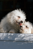Picture of two young Bichon Frise dogs