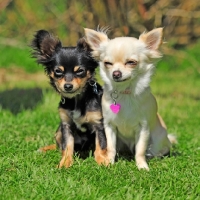 Picture of two young Chihuahuas