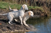Picture of two young Golden Retrievers near riverside