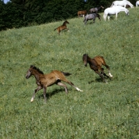 Picture of two young lipizzaner foals showing their paces at piber