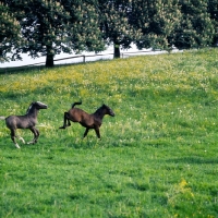Picture of two young Lipizzaner foals the beginnings of the Capriole, kicking and playing at piber
