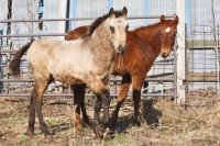 Picture of two young Morgan horses