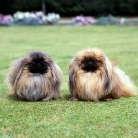 Picture of two young pekingese from copplestone on grass