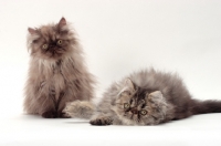 Picture of two young persian cats on white background