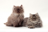 Picture of two young Persian cats, one lying down, the other sitting