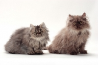 Picture of two young persian cats