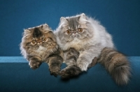 Picture of two young Persians