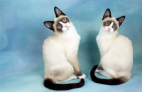 Picture of two young Snowshoe cats