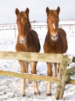 Picture of two young Suffolk Punches