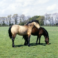 Picture of two young welsh cobs (section d)