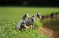 Picture of two young Whippet dogs on river bank