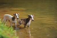 Picture of two young Whippets in water