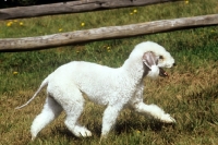 Picture of ty annâ€™s lily of the valley, bedlington terrier in usa striding out happily