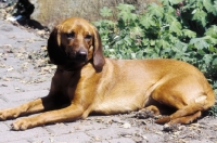 Picture of Tyrolean Hound (aka Tiroler Bracke)