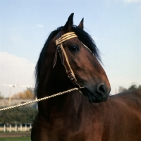 Picture of Tyrou, valdimir stallion at moscow exhibition