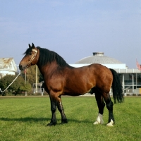 Picture of Tyrou, vladimir stallion at moscow exhibition