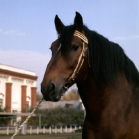 Picture of Tyrou, vladimir stallion at moscow exhibition