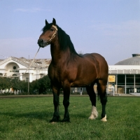 Picture of Tyrou, vladimir stallion at moscow exhibition