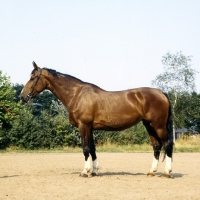 Picture of Udon, Dutch Warmblood, gelderland x thoroughbred, driving type