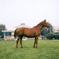 Picture of ukranian saddle horse mare named ukrainsky