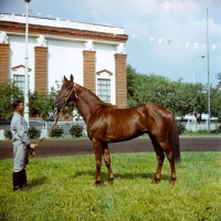 Picture of ukranian saddle horse stallion