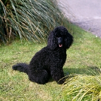 Picture of undocked  black miniature poodle in pet clip sitting down