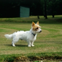 Picture of undocked  rough coated jack russell terrier