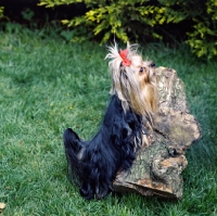 Picture of undocked  yorkshire terrier  with feet on log