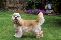 Picture of undocked american cocker spaniel