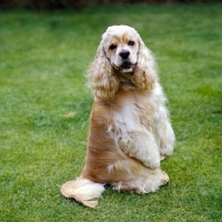 Picture of undocked american cocker spaniel sitting up on grass