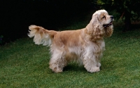 Picture of undocked american cocker spaniel