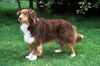 Picture of undocked australian shepherd dog