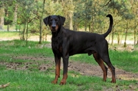 Picture of undocked black and tan dobermann