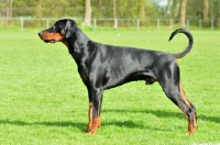 Picture of undocked black and tan dobermann