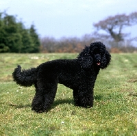 Picture of undocked black miniature poodle, pet clip, with low tail carriage