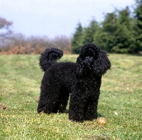 Picture of undocked black miniature poodle in pet clip, with ball