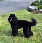Picture of undocked black miniature poodle in pet clip