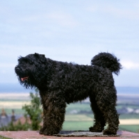 Picture of undocked bouvier des flandres