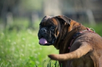 Picture of undocked boxer looking back at camera