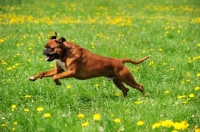 Picture of undocked Boxer running in field