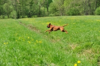 Picture of undocked Boxer running in field